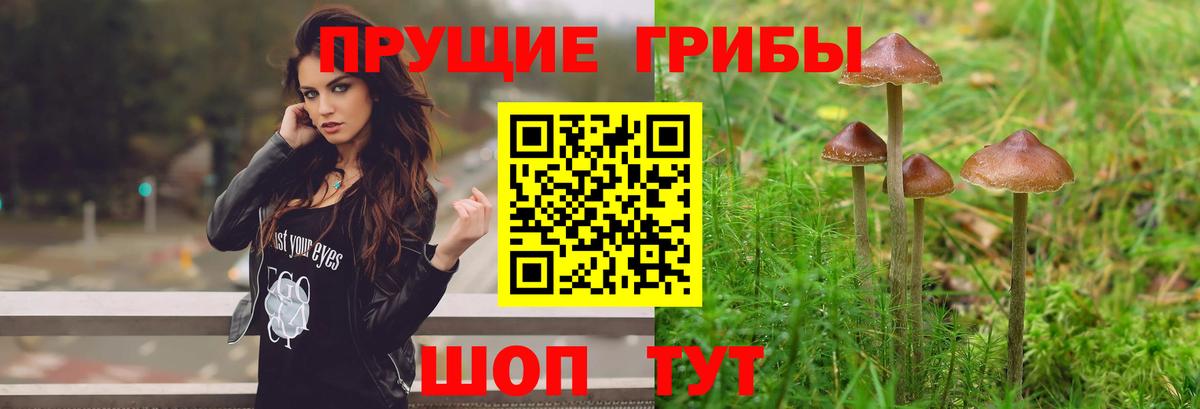Псилоцибиновые грибы Psilocybine cubensis Сухой Лог